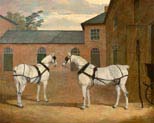 grey carriage horses in the coachyard at putteridge bury hertfordshire
